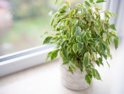 Problém s rozmarným Benjamínom? Poriadna dávka odvaru ho rýchlo vyrieši