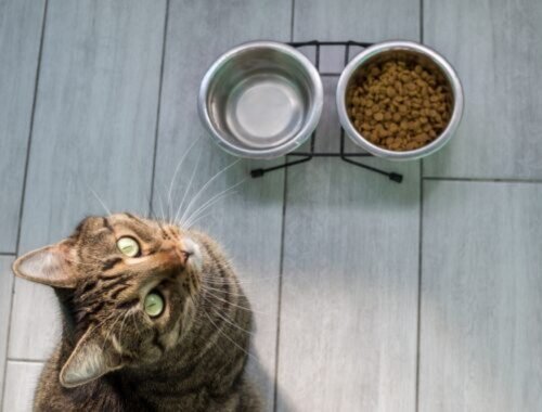 Dnes jej chutí, zajtra nie. Čo robiť s vyberavou mačkou?