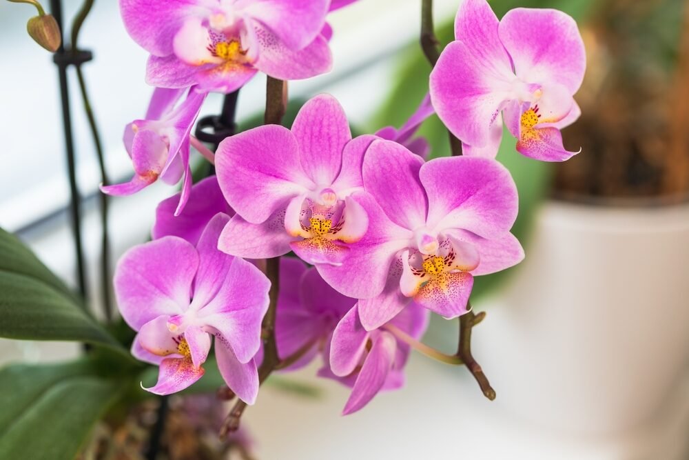 Vezmem jeden kus z kuchyne a dám do kvetináča. V lete mám od orchidey na týždeň pokoj