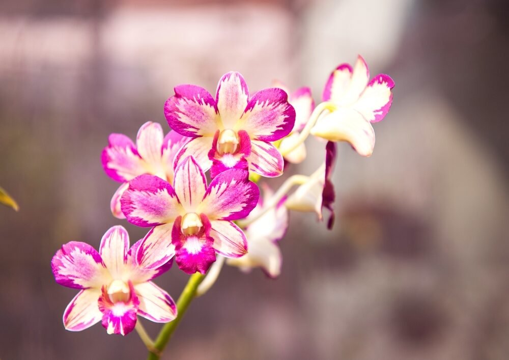 Už ju nikdy nevylejete. Dajte ju orchidei a rýchlo rozkvitne