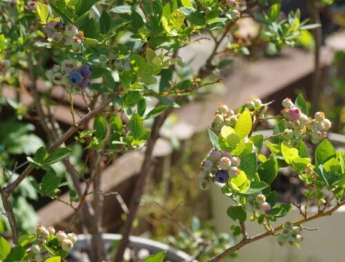 Bude očarujúco kvitnúť a hojne plodiť. Ako sa staráte o čučoriedky na balkóne?