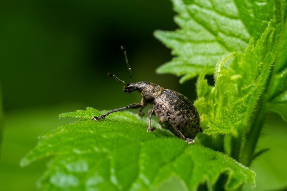 Vidíte vo svojej záhrade takéto chrobáky? Konajte rýchlo, než vám zničia rastliny Vidíte vo svojej záhrade takéto chrobáky? Konajte rýchlo, než vám zničia rastliny