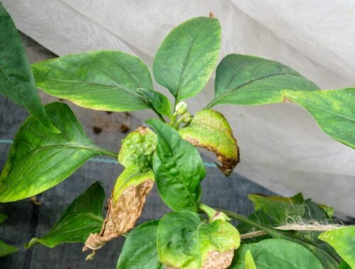 Skôr ako vezmete do ruky kanvu, skontrolujte. Táto nákaza papriky postihuje čoraz viac záhrad