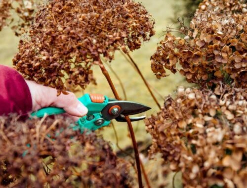 Odkvitnuté hortenzie? Záhradník vysvetľuje, čo robiť so suchými kvetmi