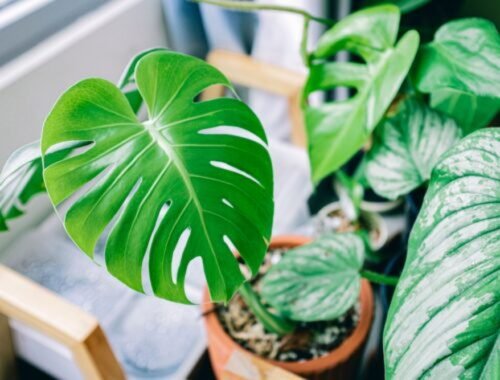 Monstera rastie ako divá! Stačila rada mojej mamy a môj dom vyzerá ako džungľa