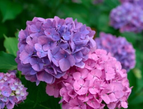 Kedy sadiť hortenzie, aby ste sa tešili zo zdravých a krásnych kvetov?