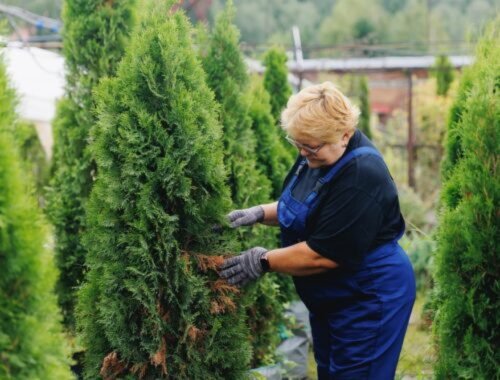 Jedna z najdôležitejších liečebných metód pre tuje. Čas máte len do konca augusta