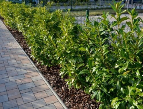 Ako často vysádzať vavrínovec na živý plot? Vďaka pravidlu 6:10 to začne hustnúť pred očami