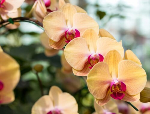 Kedy presadiť orchideu? Podľa týchto signálov spoznáte, že je čas na nový substrát a kvetináč
