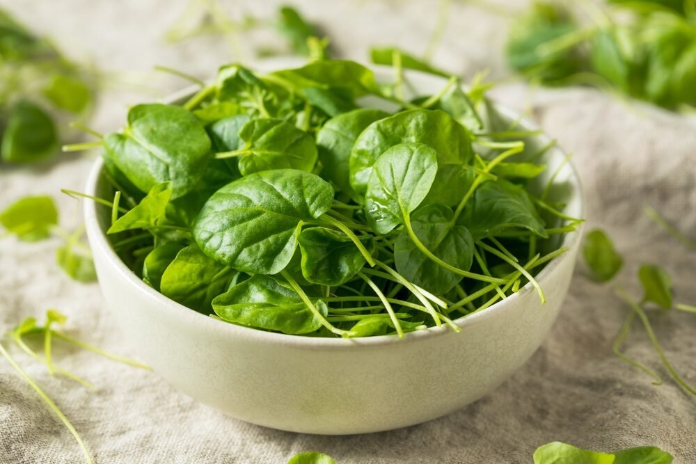 Potočnica lekárska ako najzdravšia zelenina na svete? Je pokladnicou vitamínov a minerálov