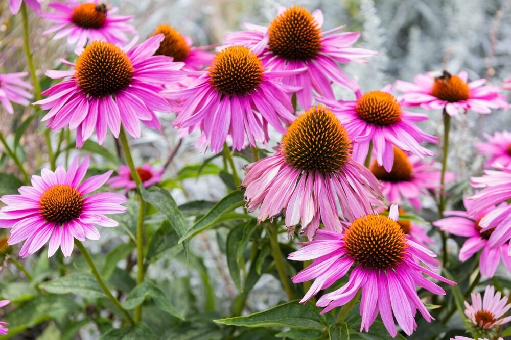 Na jeseň potrebuje echinacea tieto ošetrenia. Vďaka nim bude kvitnúť dvakrát