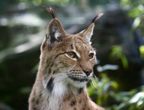 ZOO Bratislava oslavuje Medzinárodný deň rysov, v sobotu otvorí ich nový výbeh