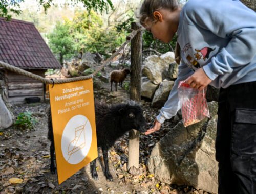 Bratislavská ZOO žiada o pomoc, v dôsledku opatrení pre slintačku a krívačku príde o tisíce eur