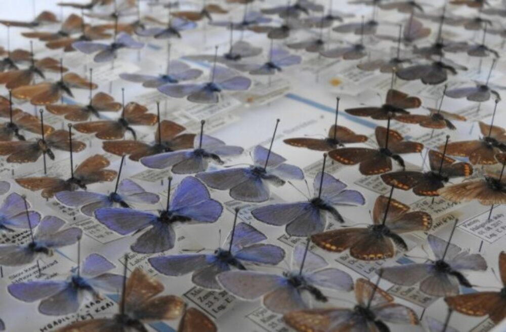 Vďaka podpore FPU sa Východoslovenskému múzeu podarilo zakúpiť vzácnu entomologickú kolekciu motýľov