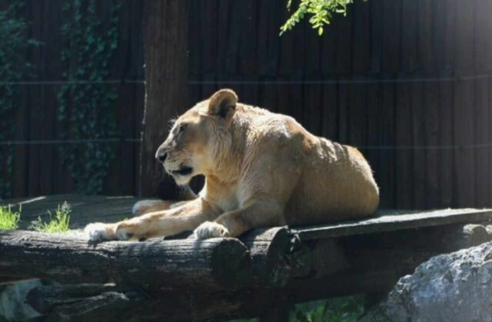 Bratislavská ZOO musela uspať 21-ročnú levicu Jawu a prišla aj o rysa veterána menom Drákula