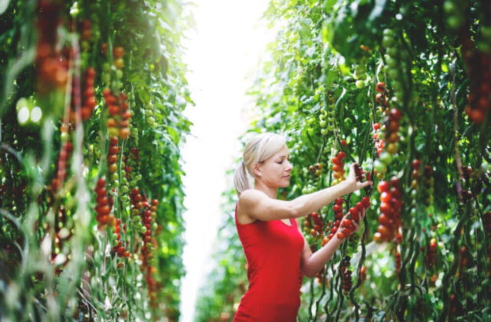 Ako a kde sa pestuje slovenská zelenina? Moderné technológie, špičkové osivá a farmári, ktorí myslia na budúcnosť