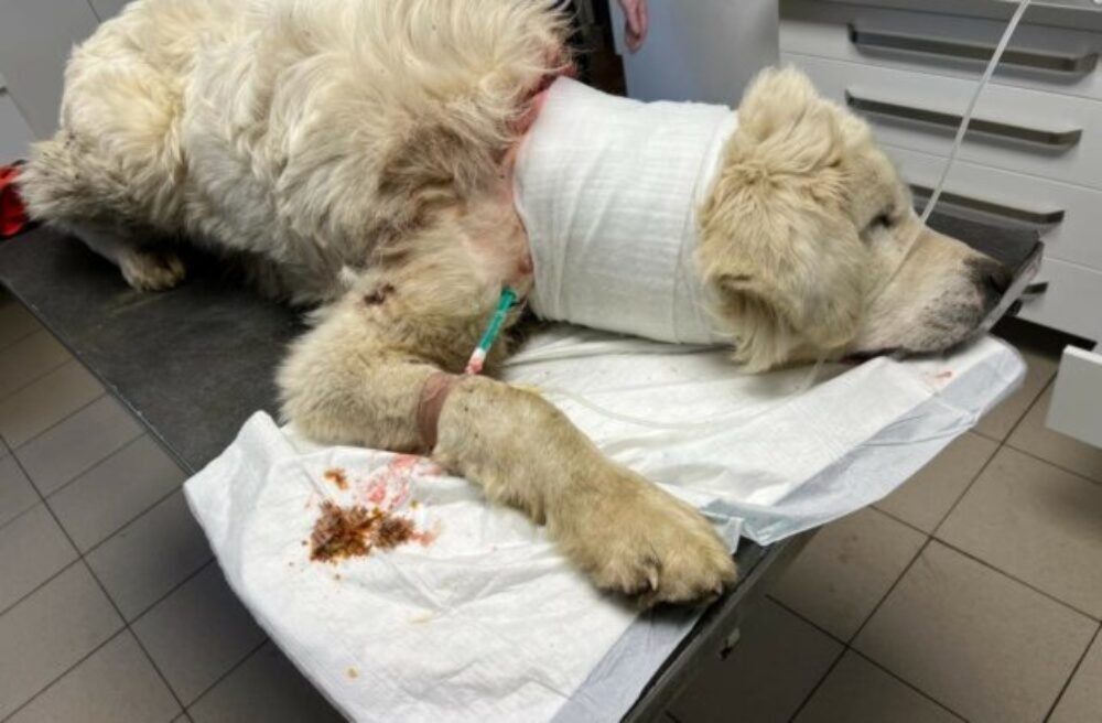 Muža z obce Ihľany odsúdili za týranie zvierat, hrubá reťaz spôsobila čuvačovi hlboké rany