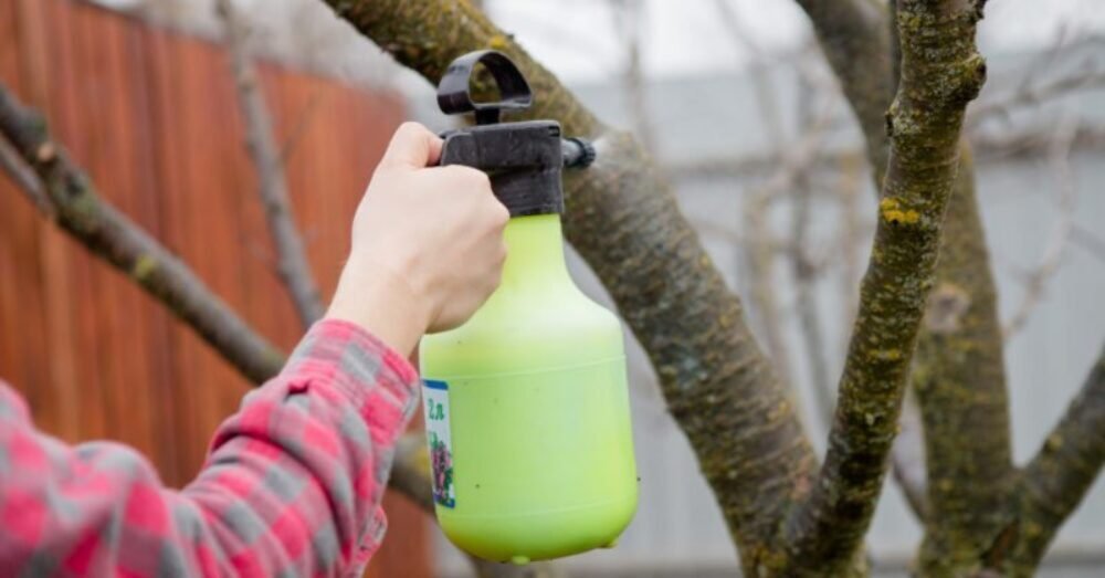 Po zbere sa práca nekončí: overené jesenné rituály pre ovocné stromy, ktoré zastavia huby, vyhladujú škodcov a pripravia púčiky na silný štart