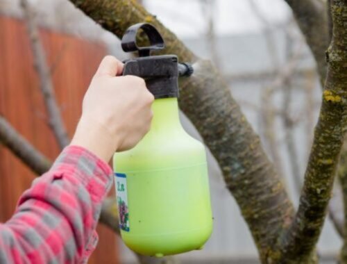 Po zbere sa práca nekončí: overené jesenné rituály pre ovocné stromy, ktoré zastavia huby, vyhladujú škodcov a pripravia púčiky na silný štart