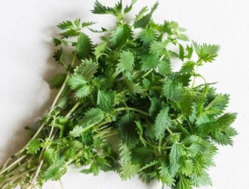 Koreň žihľavy má na jeseň najväčšiu silu: kedy ho zbierať, ako zaliať vodou, urobiť tinktúru a bezpečne využiť v každodennej praxi