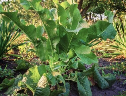 Milujeme ho na tanieri, no v pôde je to tvrdohlavý súper: ako v septembri spustiť plán, ktorý chren z pozemku vyženie nadobro