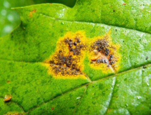 Stojí menej než euro a ruže zachráni: jednoduchý postrek proti čiernej škvrnitosti, ktorý zvládnete doma