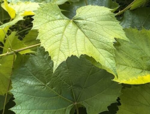 Jedna rastlina, mnoho efektov: listy viniča pre čistejšie cievy, ľahšie nohy a silnejšiu imunitu – ak vieš, ako ich správne použiť