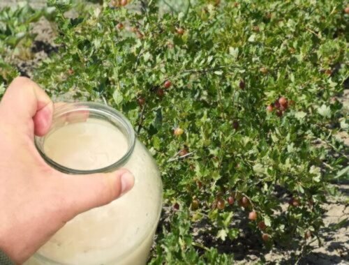 Ak chcete budúci rok debničky plné bobúľ, urobte v septembri toto: jednoduchý postup krôčik po krôčiku, koľko a kam hnojivo presne zapracovať