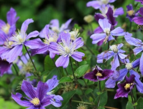 Vonia ako jazmín s nádychom vanilky a kvitne celé mesiace: zvládne balkón aj záhradu, ak mu dáte slnko a chránené korene