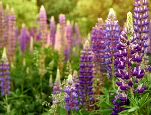 Vlčí bôb (Lupina mnoholistá) – ako na jeho pestovanie a rozmnožovanie?