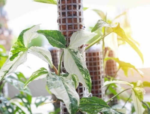 Jedna opora, trochu svetla a je z nej šperk obývačky: jednoduchá, no nádherná izbová rastlina, ktorú si zamilujete už pri prvom pohľade