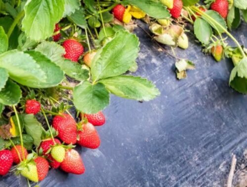 Záhrady majstrov neoddychujú: jesenný plán starostlivosti o jahody, ktorý zmení priemerný záhon na továrničku na medovo sladké bobule