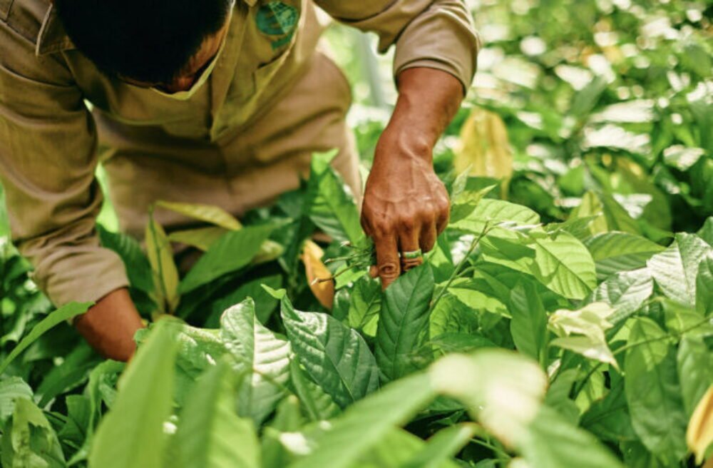 59233_mars_net_zero_1-640x420.jpeg Mars dosiahol ďalšie absolútne zníženie emisií skleníkových plynov o 1,9 %