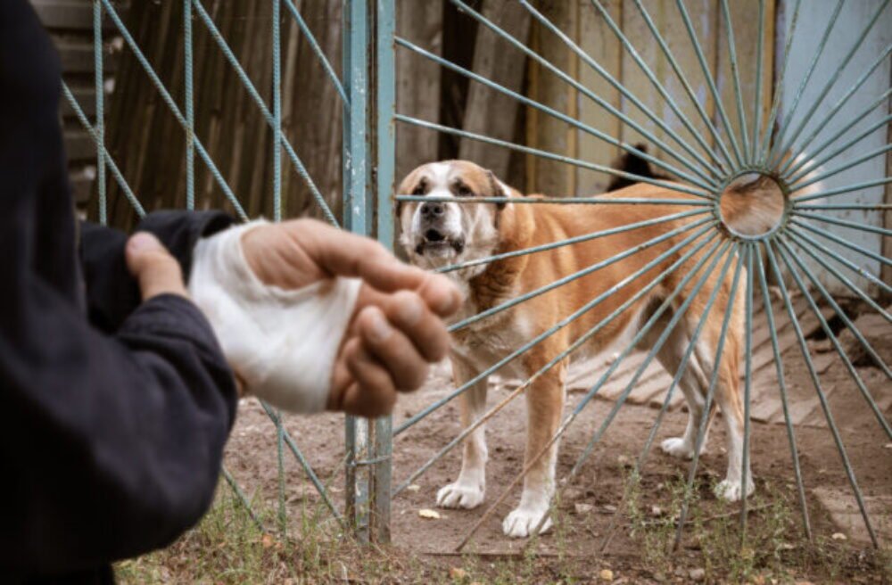 59936_gettyimages-1638432774-640x420.jpg Ochráňme spolu doručovateľov pred útokmi psov