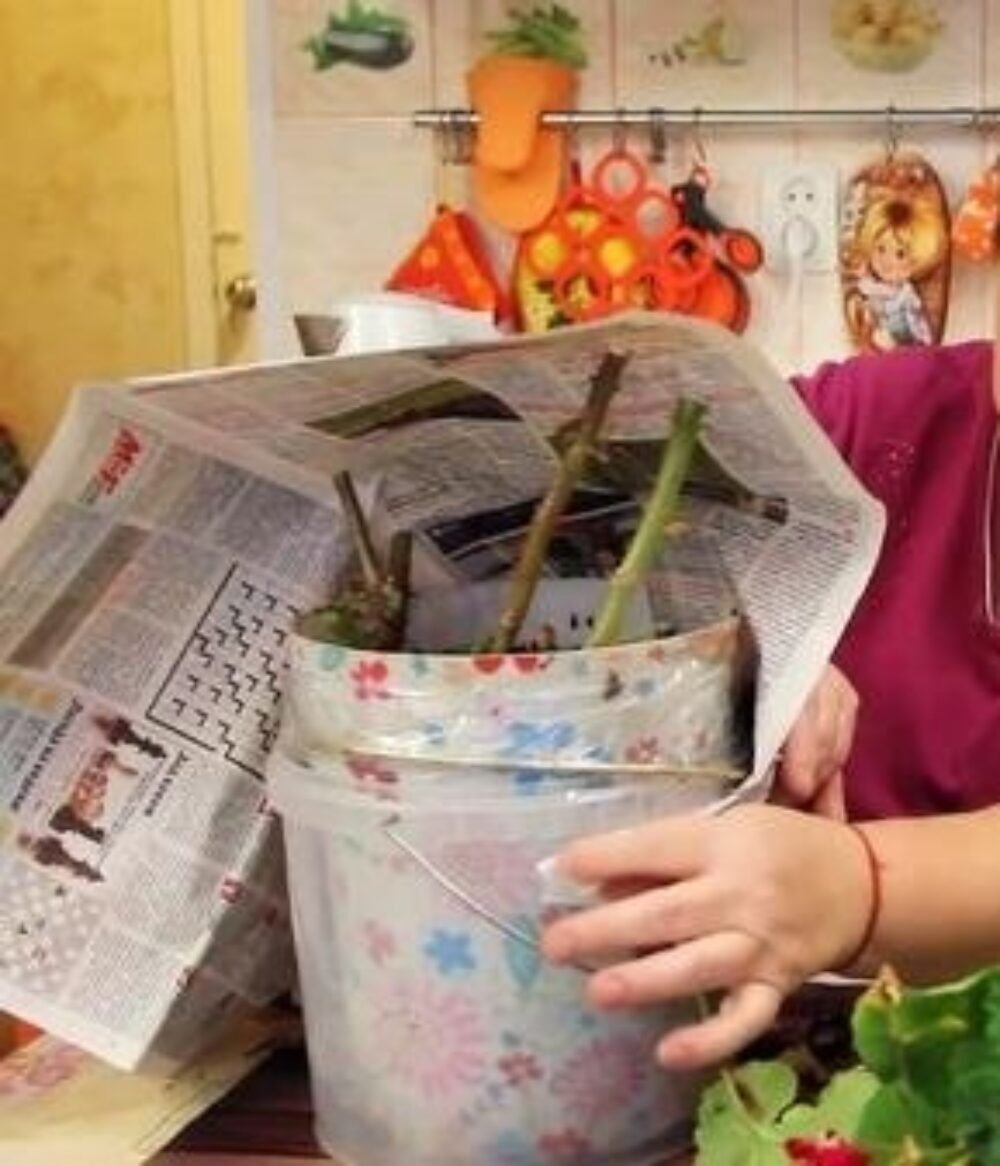 Staré babičkine finty prežili generácie: takto muškáty prezimuješ elegantne, bez paniky a zbytočných strát, aby na jar kvitli ešte bohatšie