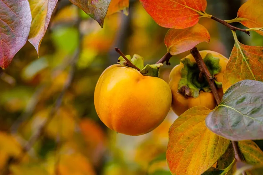 Hurmikaki – pestovanie, účinky a využitie Hurmikaki – pestovanie, účinky a využitie