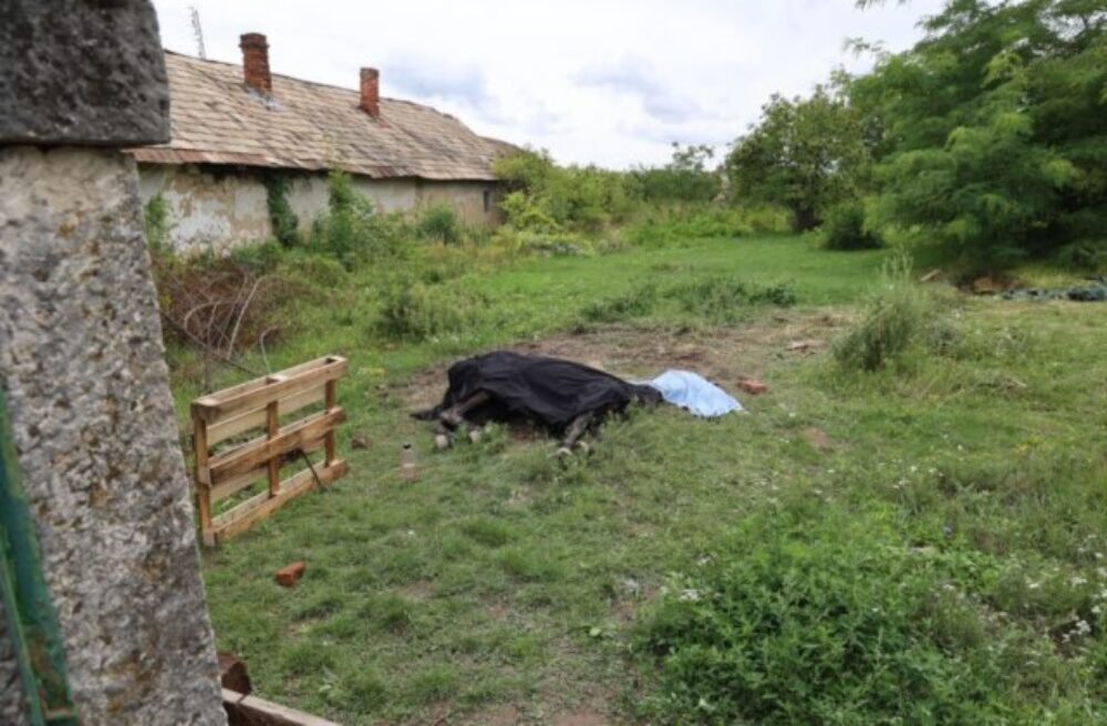 Neznámy páchateľ utýral v pivnici viac než 20-ročnú kobylu, hrozí mu päťročný trest