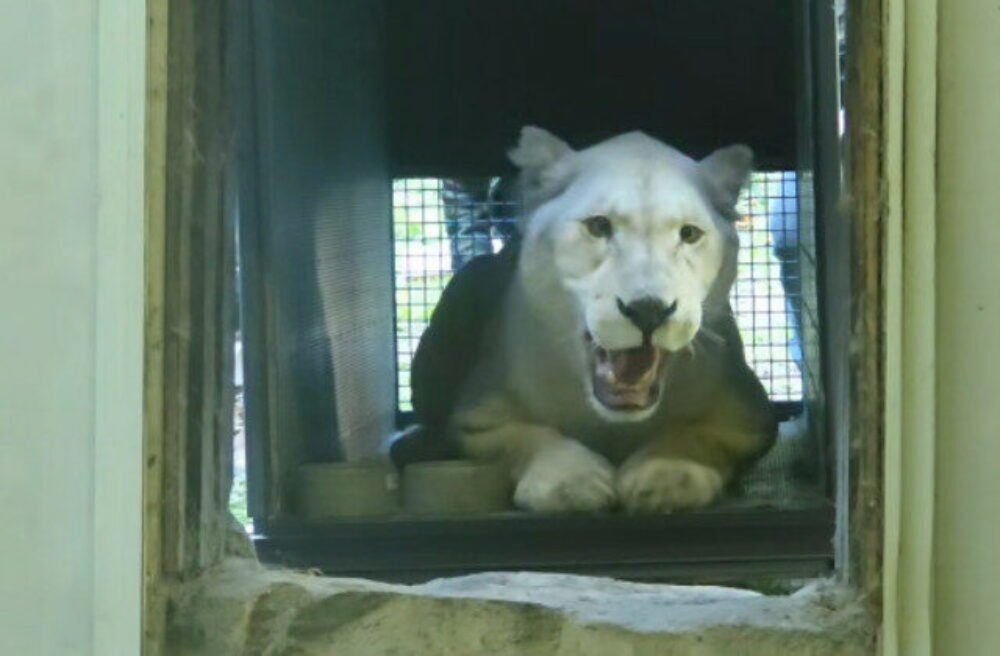 ZOO Bratislava má novú samicu leva juhoafrického, na nové prostredie si stále zvyká – VIDEO