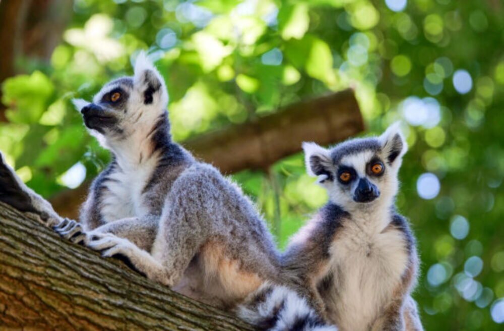 Zoologická záhrada Bratislava má pred sebou Zásadný víkend, dobrovoľníci v nej vysadia 44 stromov