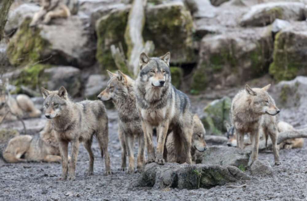 62320_gettyimages-968809406-640x420.jpg Svorka vlkov napadla stádo oviec za bieleho dňa na kraji mesta