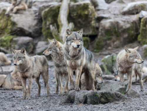 Svorka vlkov napadla stádo oviec za bieleho dňa na kraji mesta