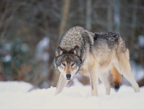 Vlk sa za bieleho dňa prechádzal po školskom dvore