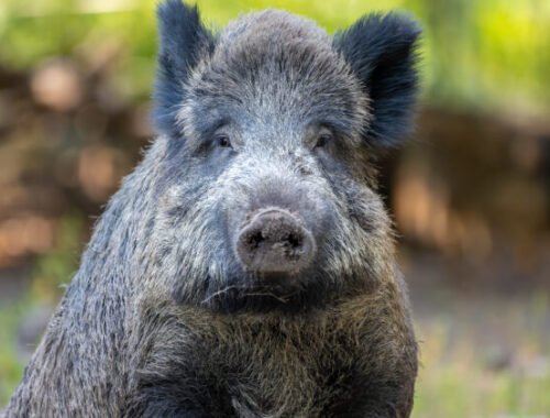 Kuriózna scéna v nákupom centre, pobehoval v ňom diviak