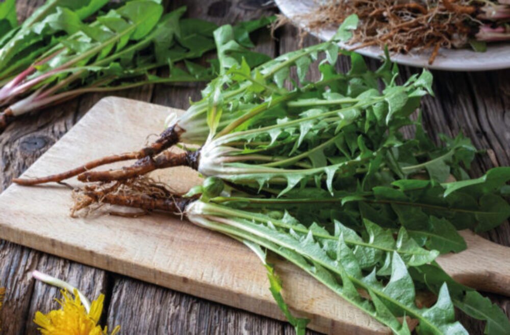 63786_pr-pupava_01-640x420.jpg Táto „obyčajná burina“ môže zachrániť vašu pečeň aj trávenie