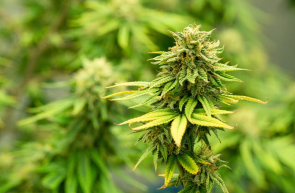 Španielska polícia rozbila gang pašujúci hašiš vrtuľníkmi z Maroka