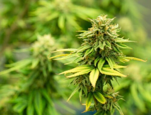 Španielska polícia rozbila gang pašujúci hašiš vrtuľníkmi z Maroka