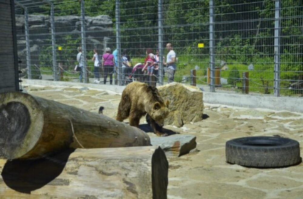 Práce je v zoologickej záhrade v Spišskej Novej Vsi veľa aj počas zimy, ošetrovatelia si nevydýchnu