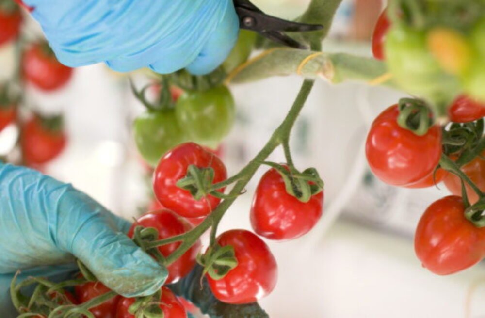 65797_paradajkovo41-640x420.jpg Kvalita bez kompromisov sa oplatí