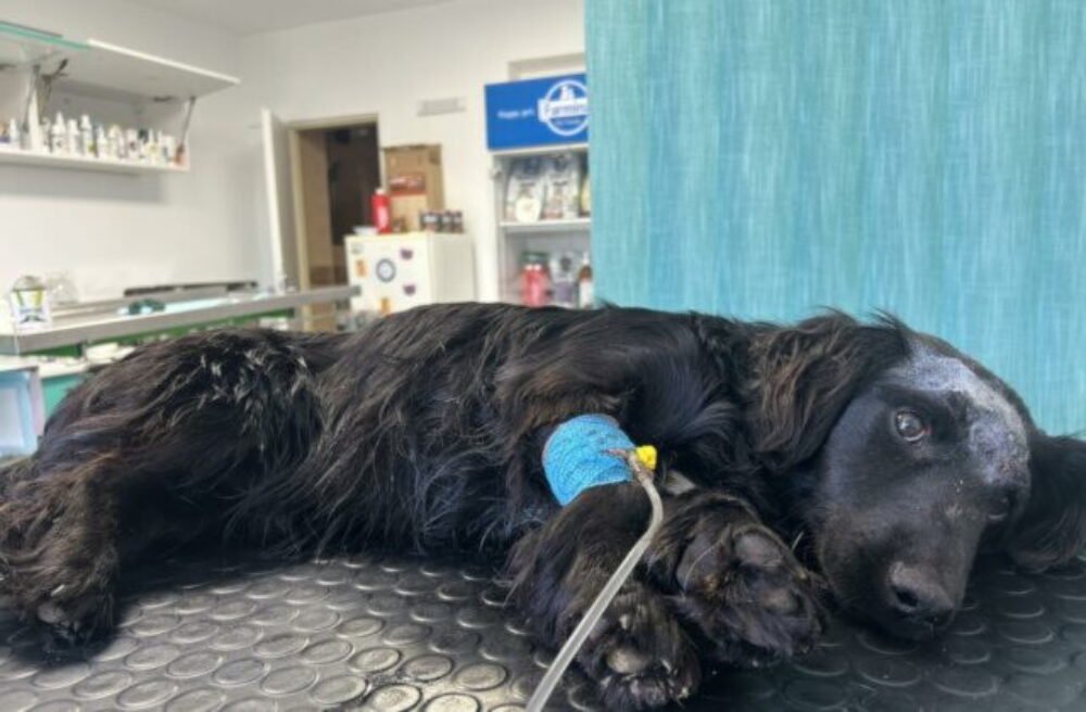 66342_635145170_1339497028215862_5835866272553132410_n-640x420.jpg Opakovane ho bil a strieľal mu do hlavy, súd potrestal seniora za obzvlášť kruté týranie psa – FOTO