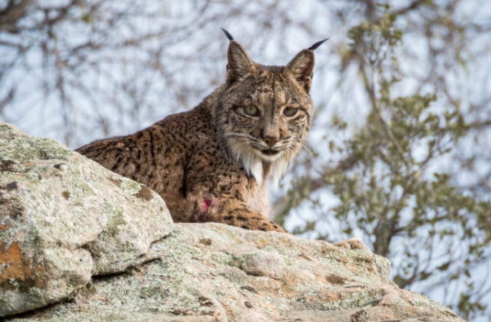 Nové výbehy aj detské ihrisko: ZOO Bratislava pokračuje v modernizácii